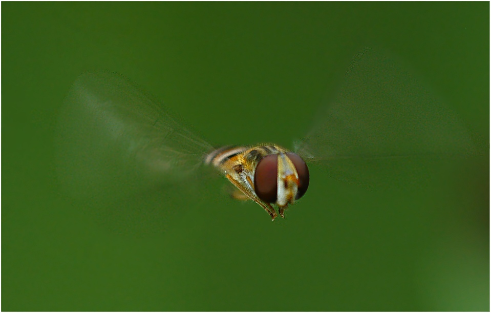 Eine Schwebfliege frontal im Fluge...