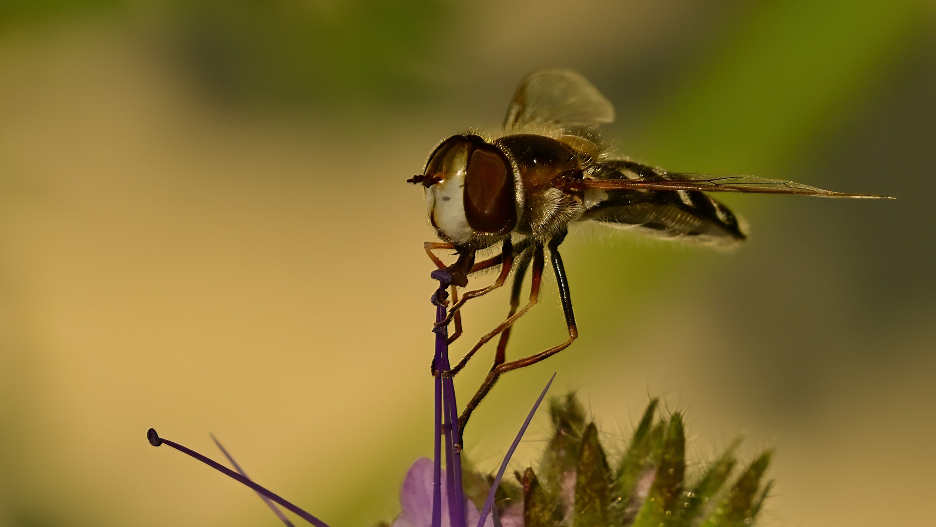 Eine Schwebfliege genießt den Nektar