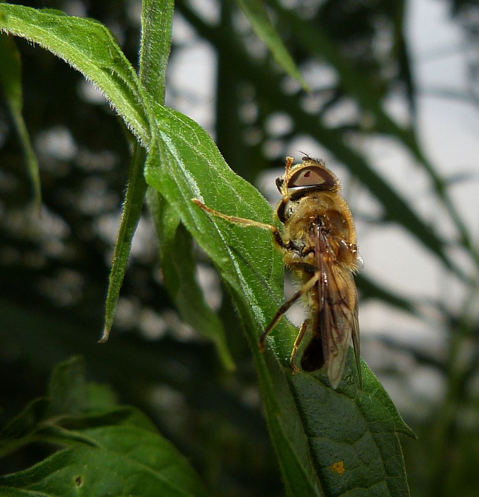 Eine Schwebfliege im Blitzlichtgewitter