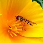 Eine Schwebfliege ist auf dem Kalifornischen Mohn gelandet !