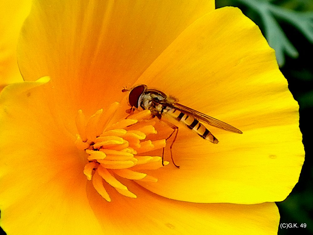 Eine Schwebfliege ist auf dem Kalifornischen Mohn gelandet !