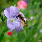 Eine Schwebfliege landet auf einer hellblauen Blüte !