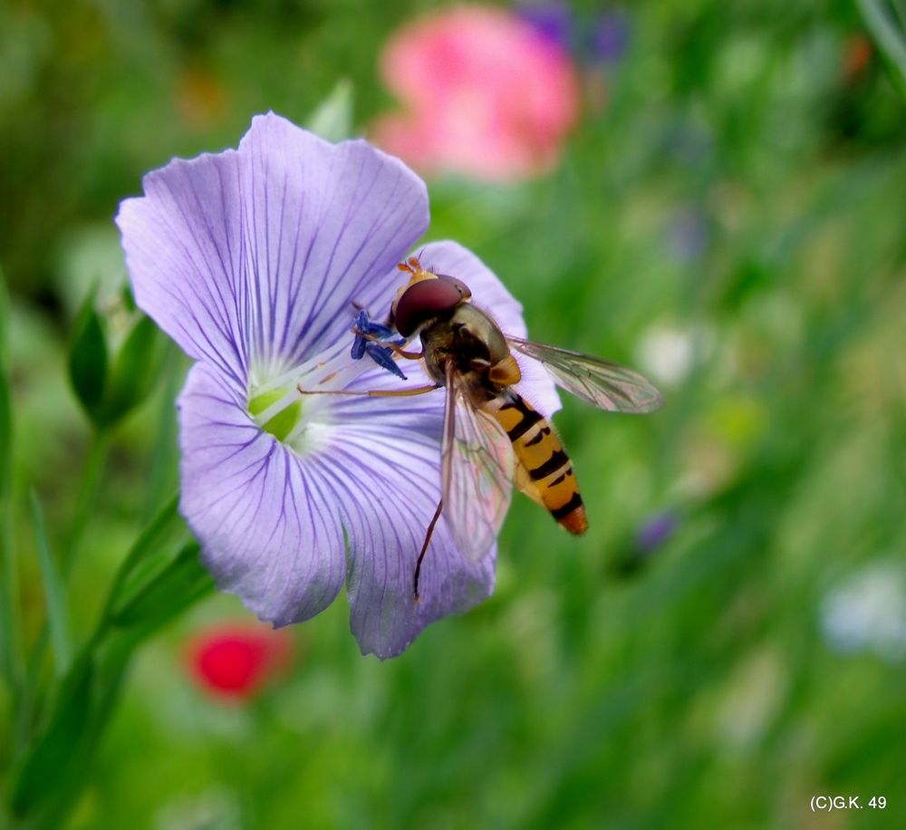 Eine Schwebfliege landet auf einer hellblauen Blüte !