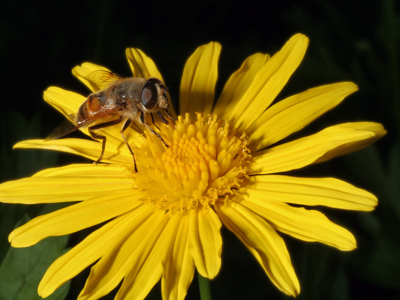 Eine Schwebfliege (Titel wurde geändert)