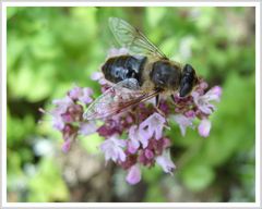 Eine Schwebfliege  trotzt dem schlechten Wetter ; Nahrungssuche auf dem Dost.