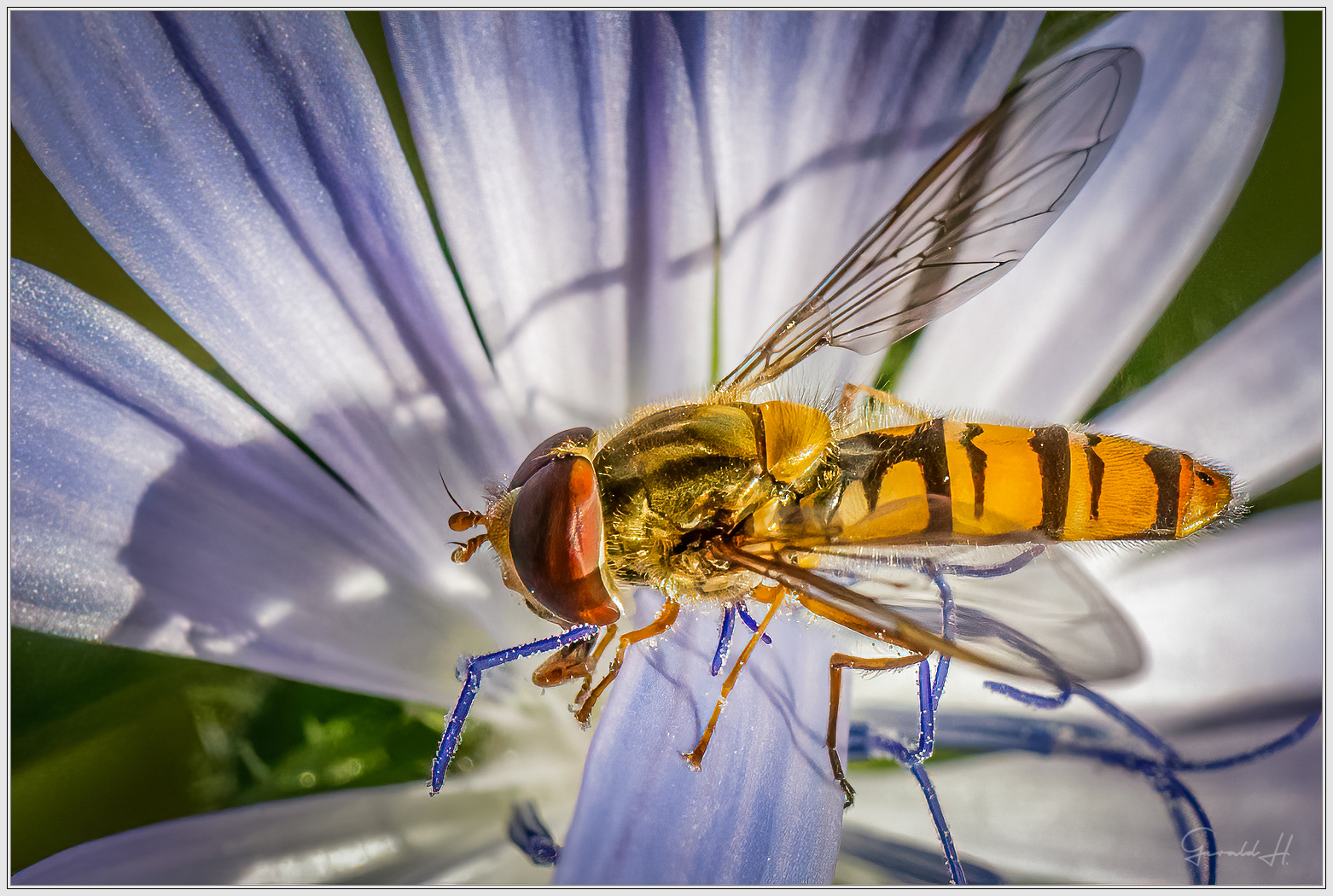 Eine Schwebfliege und ihr Schatten