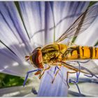 Eine Schwebfliege und ihr Schatten