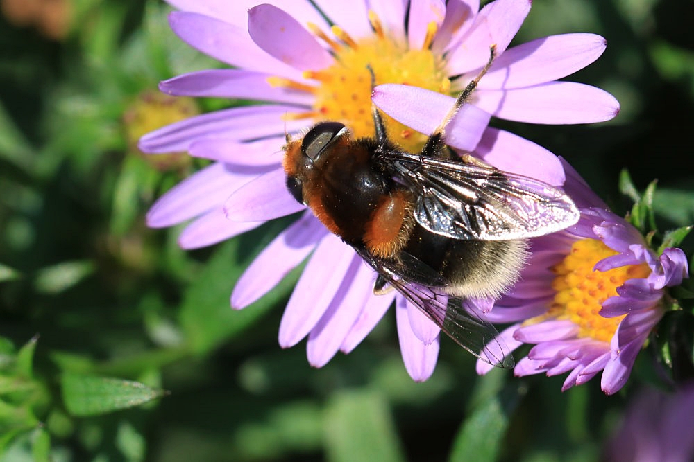 eine Schwebfliegenart...