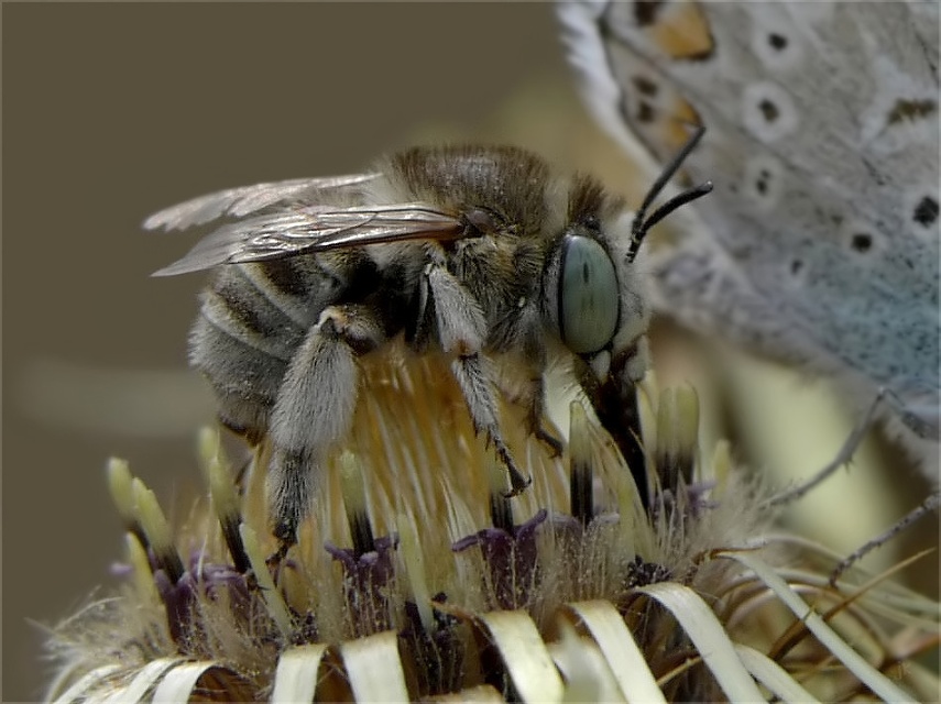 eine schwebfliegenart?