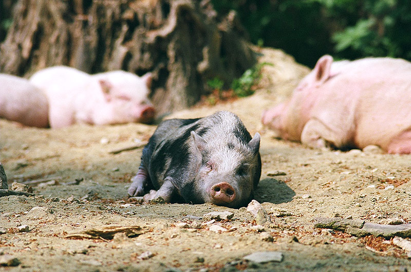 Eine Schweinerei