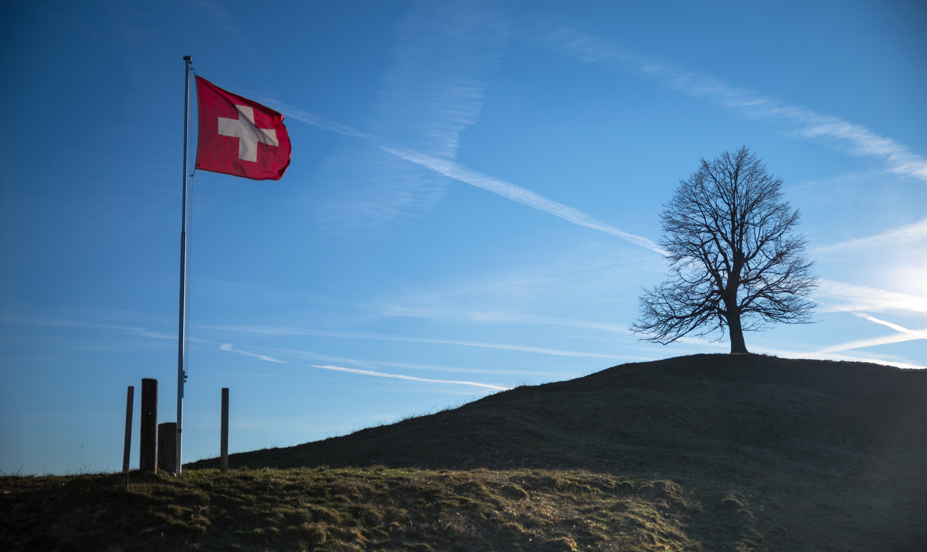 Eine Schweizer Friedenslinde