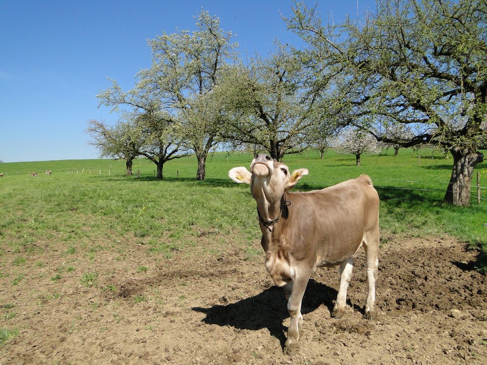 Eine schweizer Kuh ruft auf von pia ulludum 