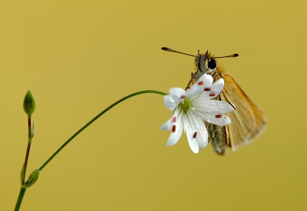 Eine schwere Last für das zarte Blümchen......