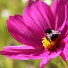 Eine schwergewichtige Hummel bei der Arbeit (Archivaufnahme 2012-07-14)