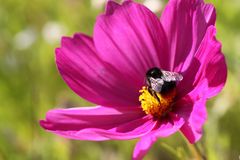 Eine schwergewichtige Hummel bei der Arbeit (Archivaufnahme 2012-07-14)