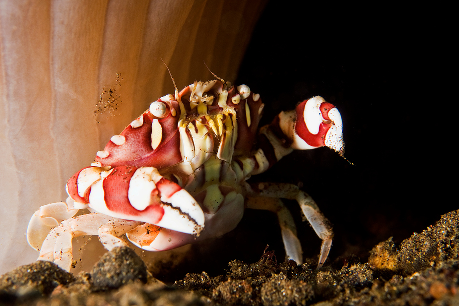 Eine Schwimmkrabbe