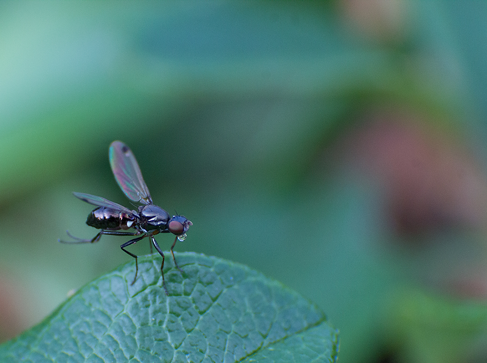 Eine Schwingfleige (Sepsis fulgens)