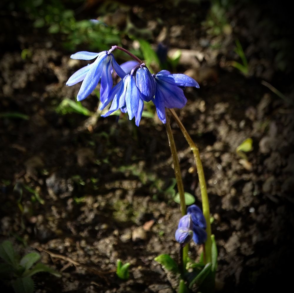 Eine Scilla Foto & Bild jahreszeiten, frühling, pflanzen Bilder auf