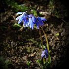 Eine Scilla