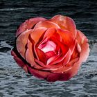 EINE SEE - ROSE