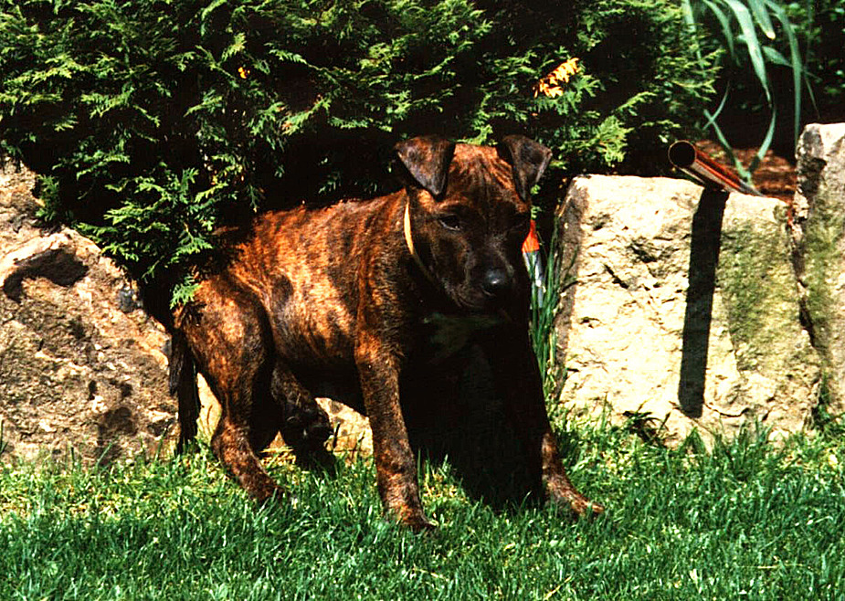 Eine Seele von Hund