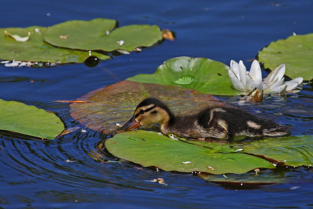 Eine Seerose....