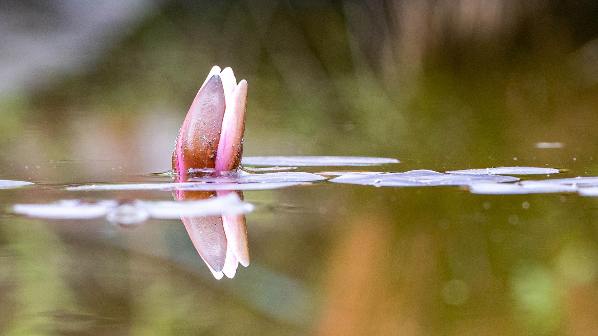 Eine Seerose