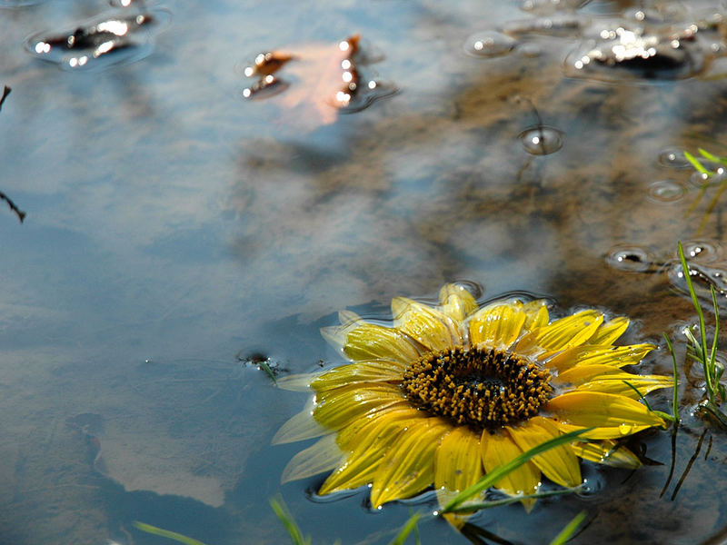 Eine Seerose der besonderen Art