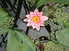 Eine Seerose im Gartenteich