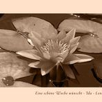 eine seerose im sepia..