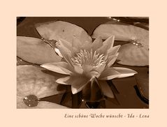 eine seerose im sepia..