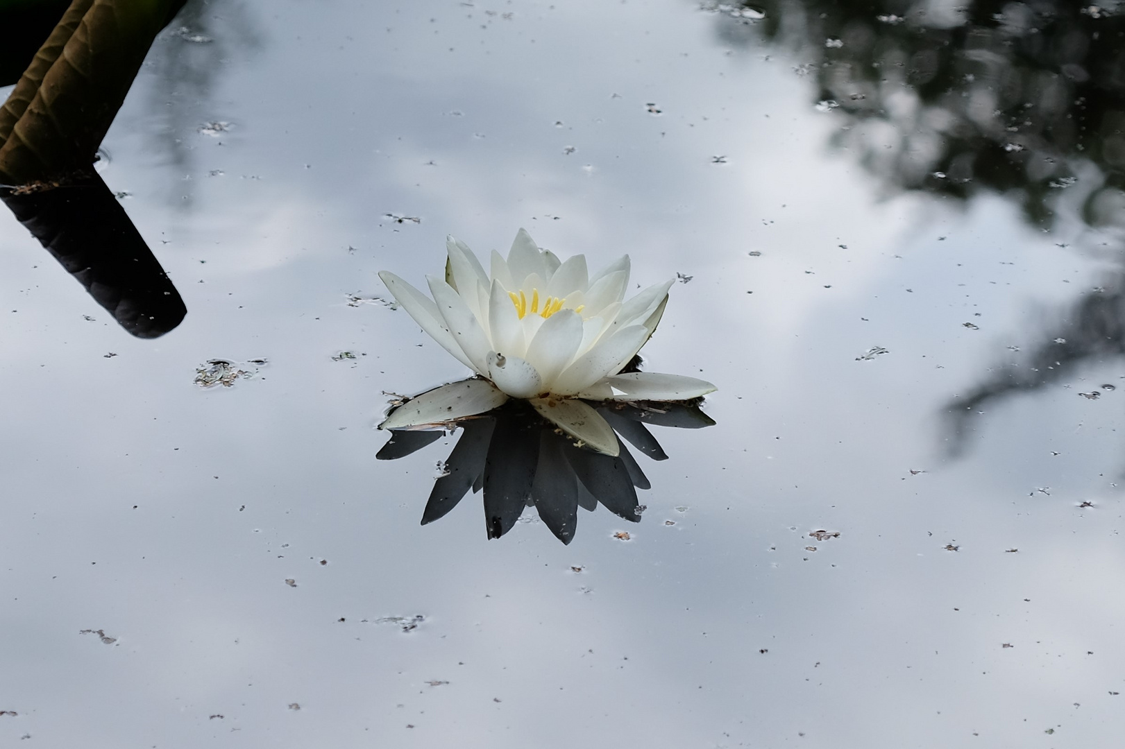 Eine Seerose im verstecktem Waldsee im Klövensteen