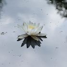 Eine Seerose im verstecktem Waldsee im Klövensteen