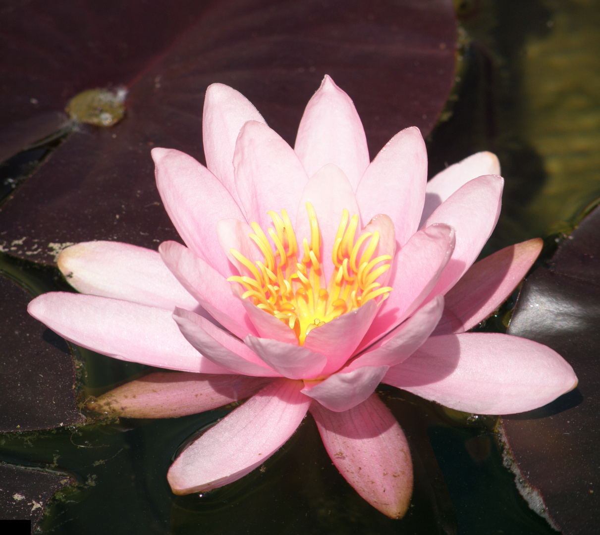 Eine Seerose in meinem Teich Foto & Bild pflanzen, pilze & flechten