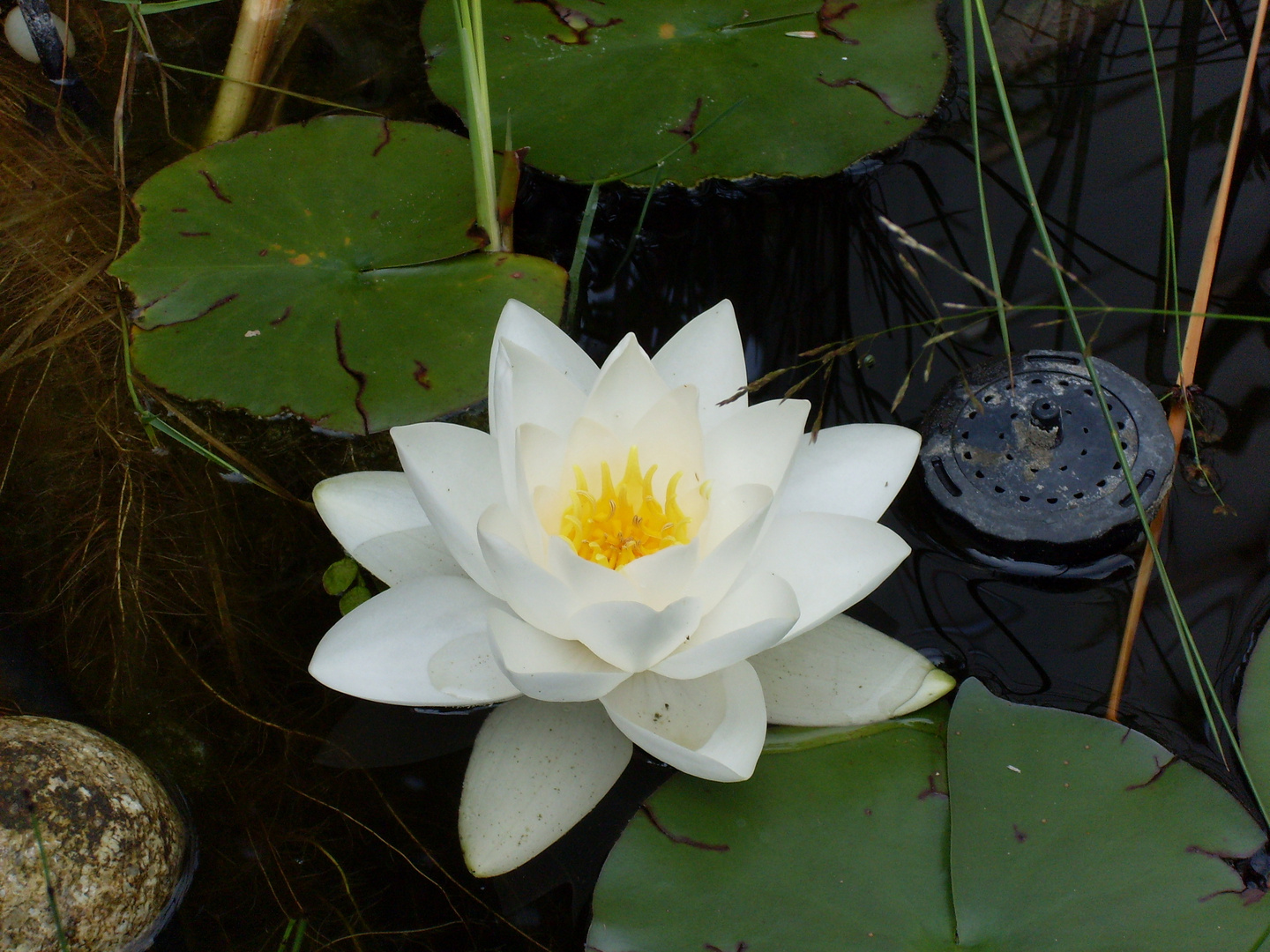 Eine Seerose in unserem Gartenteich