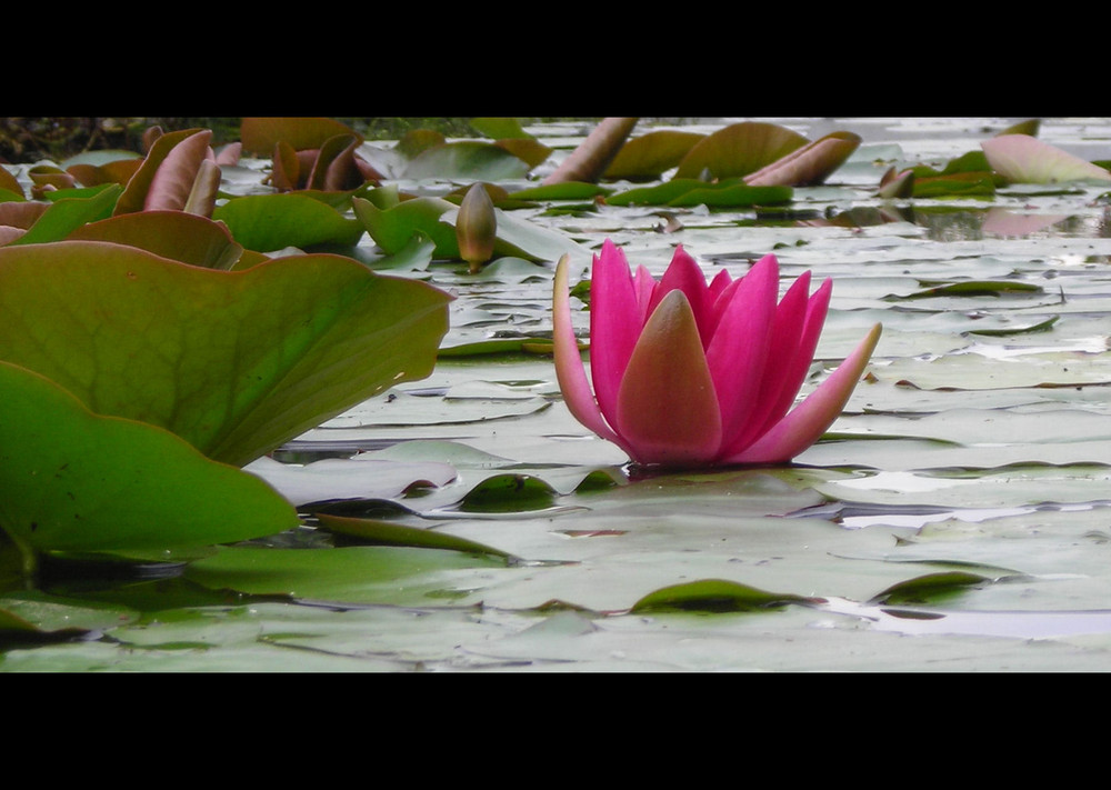 Eine Seerose von Westfahlen-Park in Dortmund