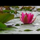 Eine Seerose von Westfahlen-Park in Dortmund