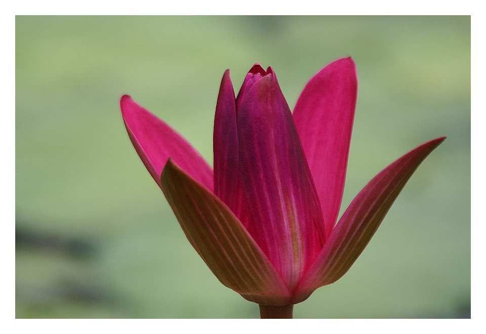 Eine Seerosenblüte entfaltet sich