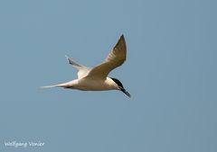 Eine Seeschwalbe auf Sylt