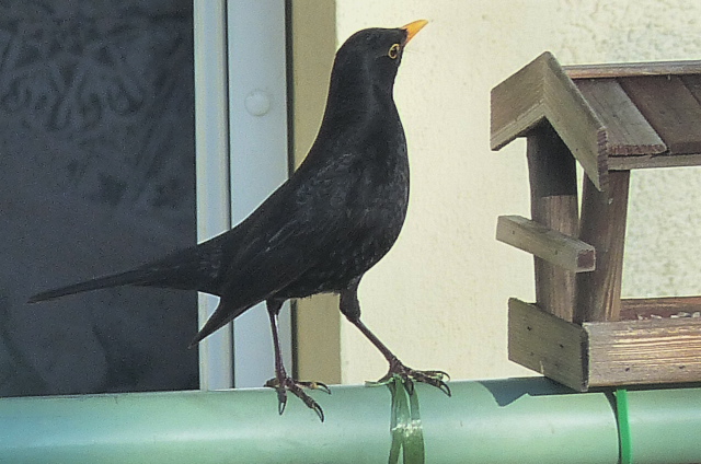 eine  sehr aufmerksame  Amsel