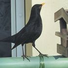 eine  sehr aufmerksame  Amsel