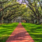 Eine sehr bekannte Eichenallee in Louisiana