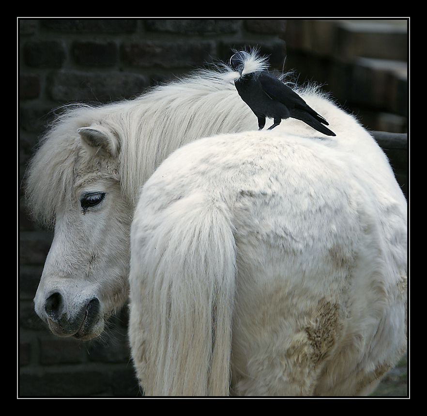 Eine sehr einseitige Tierfreundschaft....