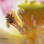 Eine sehr kleine Biene