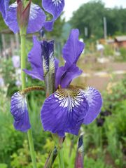 EIne sehr schöne Blüte einer Lilie