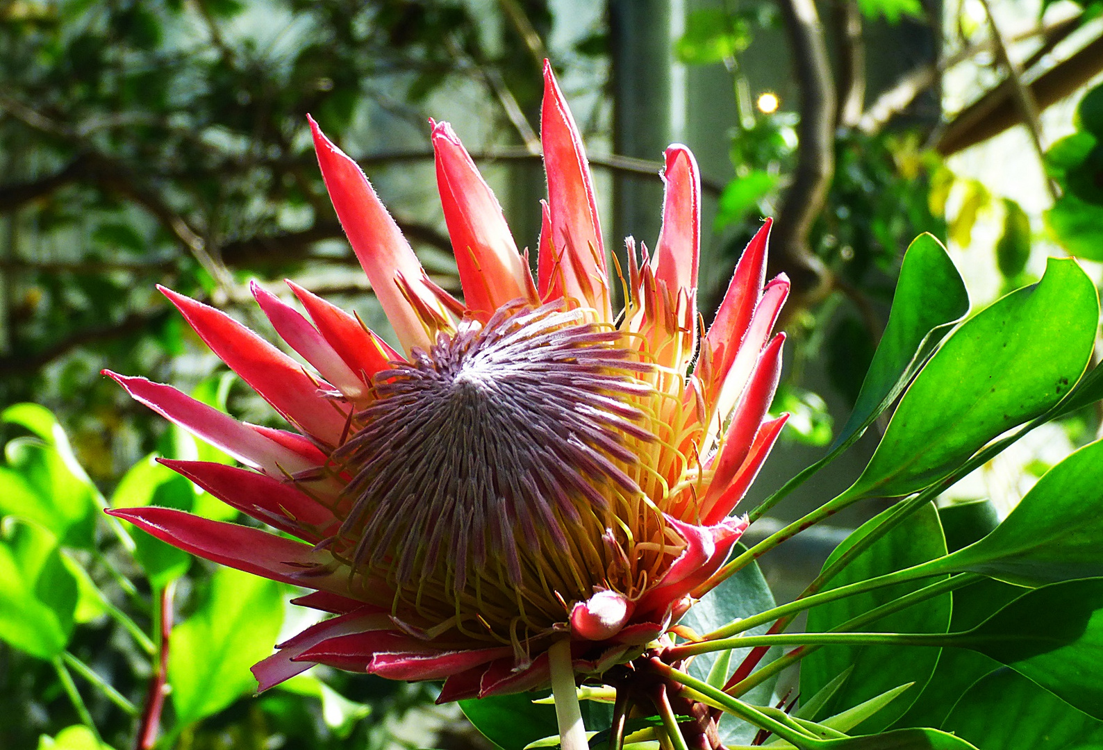 Eine sehr schöne Protea-Blüte . . .