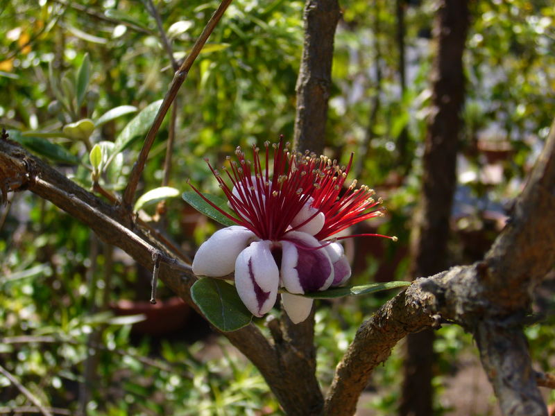 Eine sehr schöne und interresante Blüte