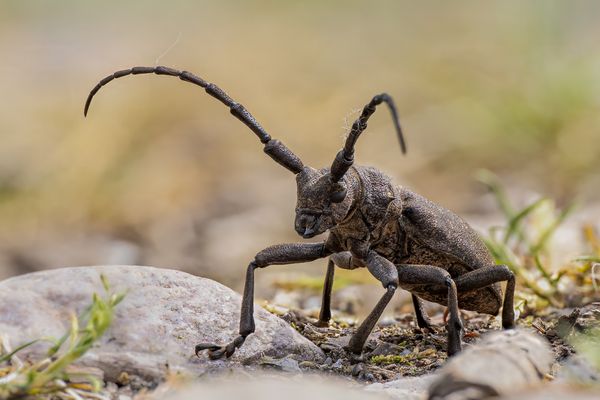 Eine sehr seltene Begegnung