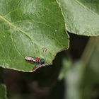 Eine sehr seltene Goldwespe: CHRYSIS LEACHII