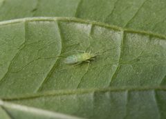 Eine sehr zarte Wanze - Malacocoris chlorizans